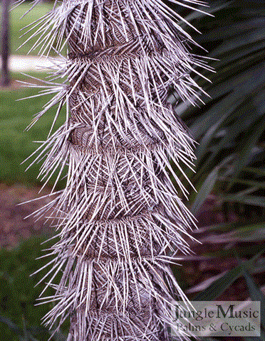  armed and patterned trunk of Zombia antillarum