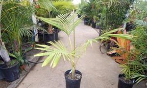 ARCHONTOPHOENIX PURPUREA