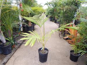 ARCHONTOPHOENIX PURPUREA