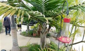 BURRETIOKENTIA DUMASII