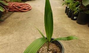 COCONUT QUEEN PALM DESIRABLE SYAGRUS HYBRID ABSOLUTELY BEAUTIFUL WHEN MATURE