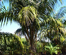 COCONUT QUEEN PALM ABSOLUTELY BEAUTIFUL WHEN MATURE NEAR IMPOSSIBLE TO FIND