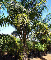COCONUT QUEEN PALM ABSOLUTELY BEAUTIFUL WHEN MATURE NEAR IMPOSSIBLE TO FIND