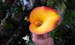 COLORFUL PLANTS AROUND THE NURSERY