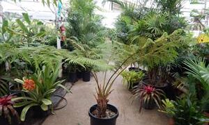 AUSTRALIAN TREE FERN