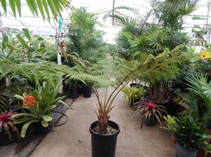 AUSTRALIAN TREE FERN