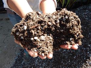 OUR CYCAD SOIL