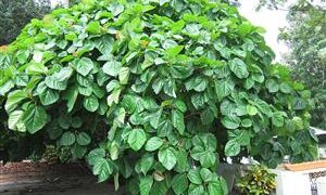 FICUS AURICULATA