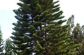 ARAUCARIA HETEROPHYLLA