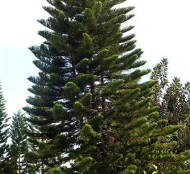 ARAUCARIA HETEROPHYLLA