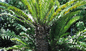 ENCEPHALARTOS ALTENSTEINII