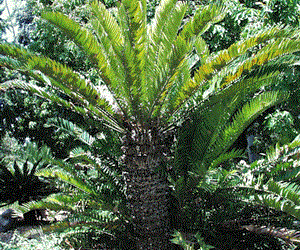 ENCEPHALARTOS ALTENSTEINII