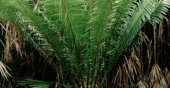 ENCEPHALARTOS KISAMBO