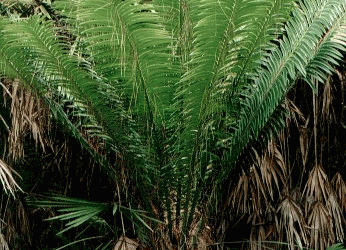 ENCEPHALARTOS KISAMBO