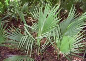 SABAL LOUISIANA