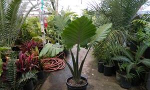 ALOCASIA PORTORA