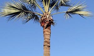 BRAHEA SPECIES “SUPER SILVER”