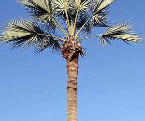 BRAHEA SPECIES “SUPER SILVER”