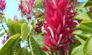 MEGASKEPASMA ERYTHROCHLAMYS