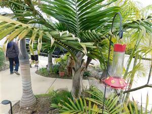 BURRETIOKENTIA DUMASII