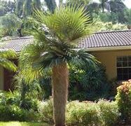 COCCOTHRINAX CRINITA