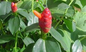 COSTUS WOODSONII