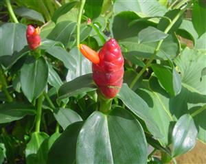 COSTUS WOODSONII