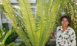 DIOON MEJIAE