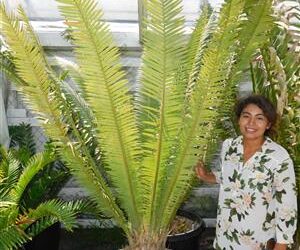 DIOON MEJIAE