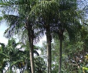 DYPSIS LUCUBENSIS