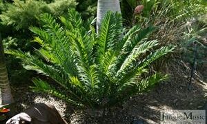 ENCEPHALARTOS MSINGANUS