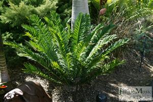 ENCEPHALARTOS MSINGANUS