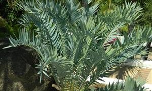 ENCEPHALARTOS LONGIFOLIUS