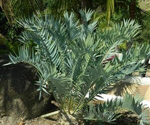 ENCEPHALARTOS LONGIFOLIUS