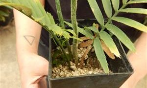 ASSORTED CYCAD SEEDLINGS