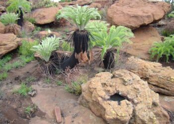 ENCEPHALARTOS LANATUS
