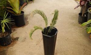 ENCEPHALARTOS LANATUS