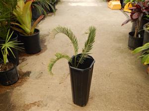 ENCEPHALARTOS LANATUS
