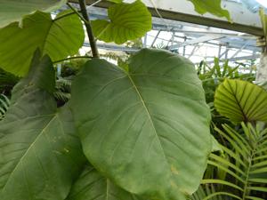 FICUS UMBELLATA