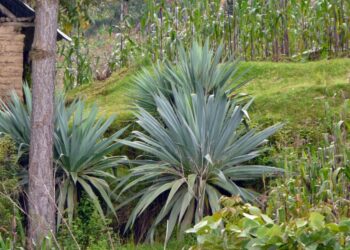 FUCREA QUICHEENSIS
