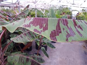 MUSA SUMATRANA HYBRID