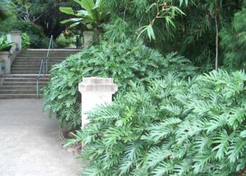 PHILODENDRON XANADU
