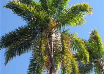 GREAT PALM TREES FOR SOUTHERN CALIFORNIA