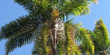 GREAT PALM TREES FOR SOUTHERN CALIFORNIA