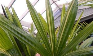 VARIEGATED RHAPIS EXCELSA