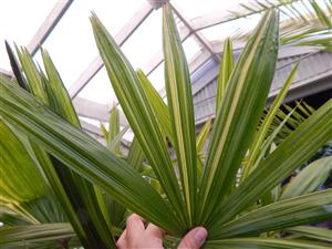 VARIEGATED RHAPIS EXCELSA