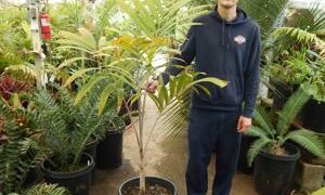 VEITCHIA MERRILLII HYBRID