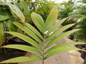 VEITCHIA MERRILLII HYBRID