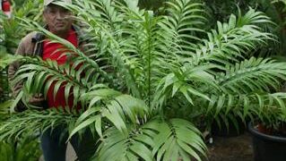 ZAMIA ELEGANTISSIMA