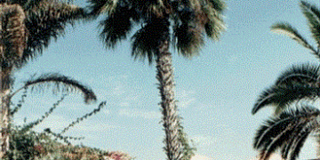 VARIEGATED RHAPIS EXCELSA